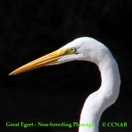 Great Egret Non-Breeding