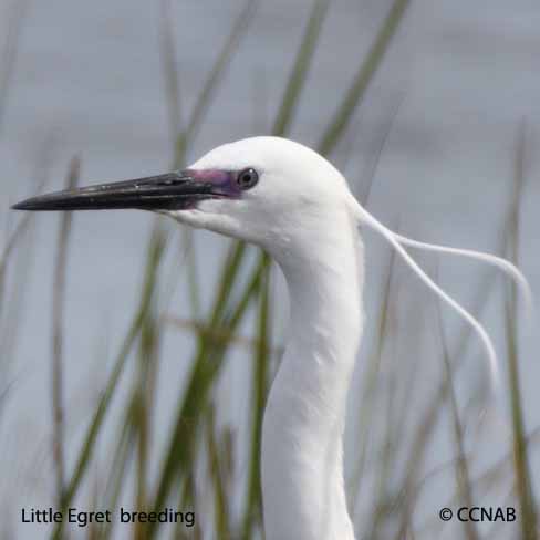 Little Egret Breeding