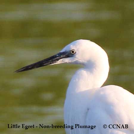 Little Egret Non-Breeding