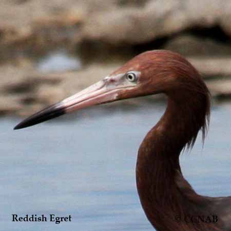 Reddish Egret