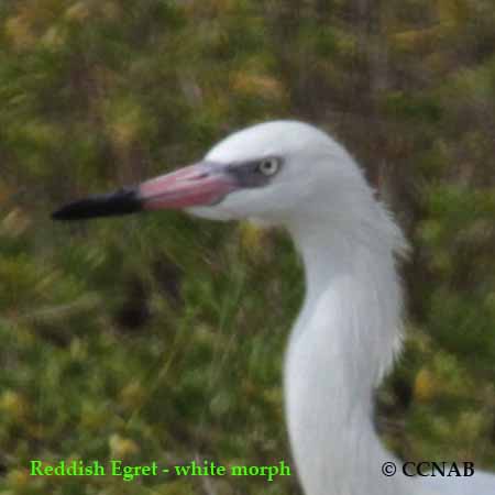 Reddish_Egret_White