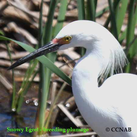 Snowy Egret Breeding