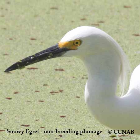 Snowy Egret Non-Breeding