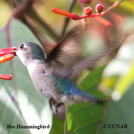 Bee Hummingbird