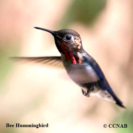 Bee Hummingbird