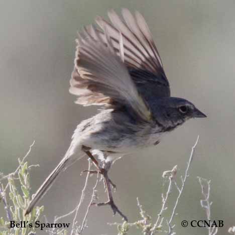 Bell's Sparrow