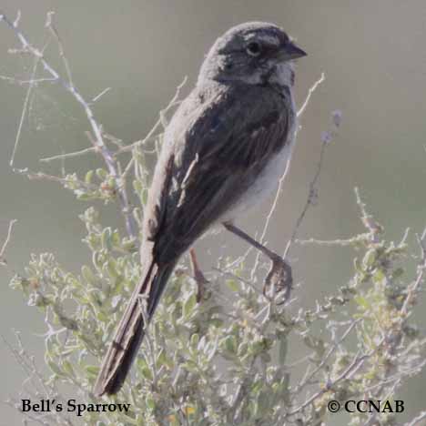 Bell's Sparrow