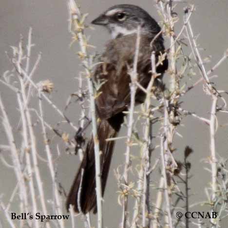 Bell's Sparrow