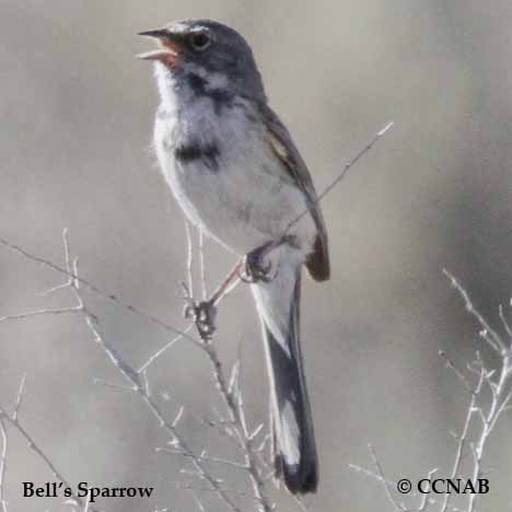 Bell's Sparrow