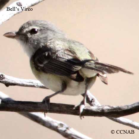 Bell's Vireo