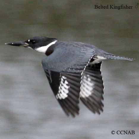 Belted Kingfisher