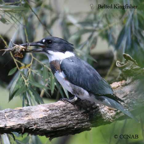 Birds of North America