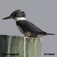 Belted Kingfisher