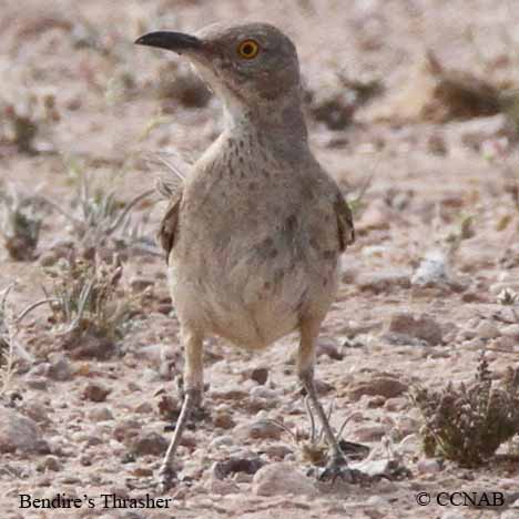 Bendire's Thrasher