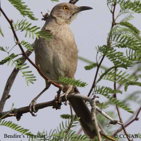 Bendire's Thrasher