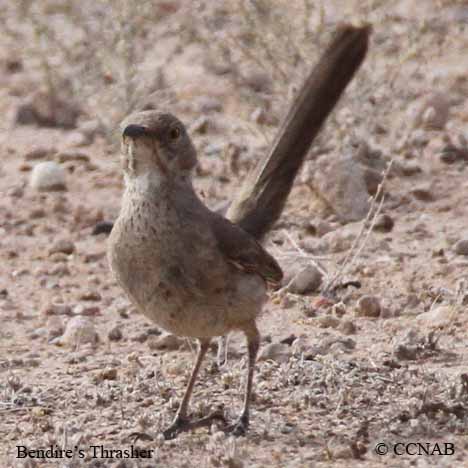 Bendire's Thrasher