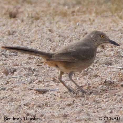 Bendire's Thrasher