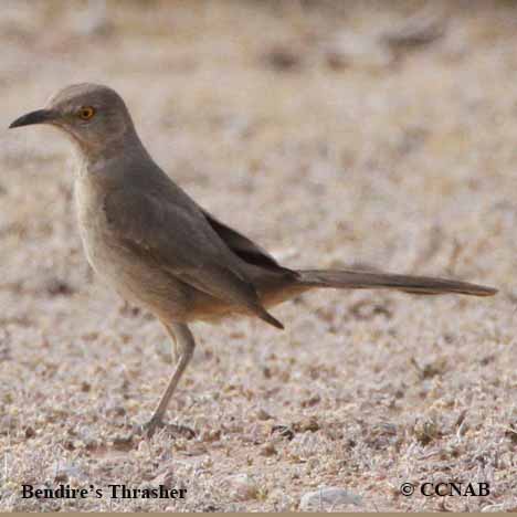 Bendire's Thrasher