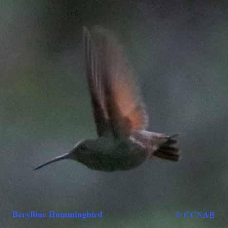 Berylline Hummingbird