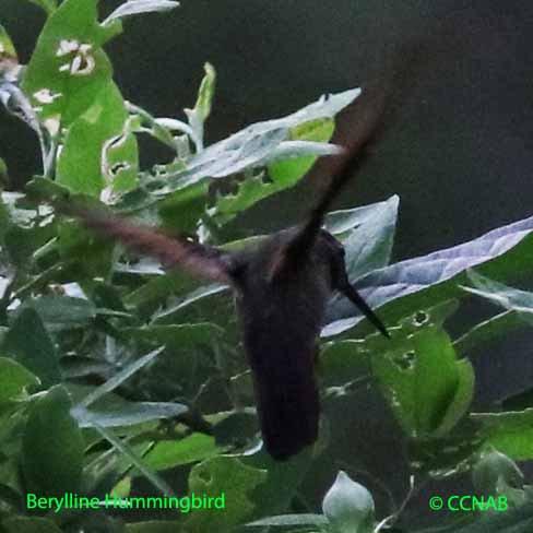 Berylline Hummingbird