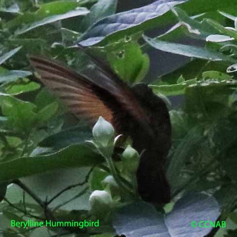 Berylline Hummingbird