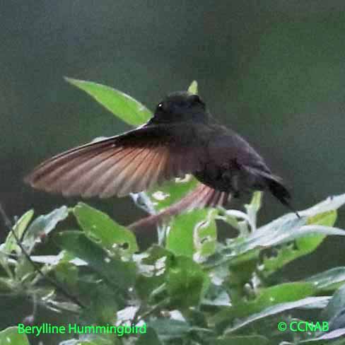 Berylline Hummingbird