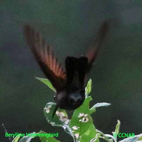 BBerylline Hummingbird