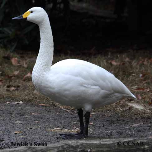 Bewick's Swan