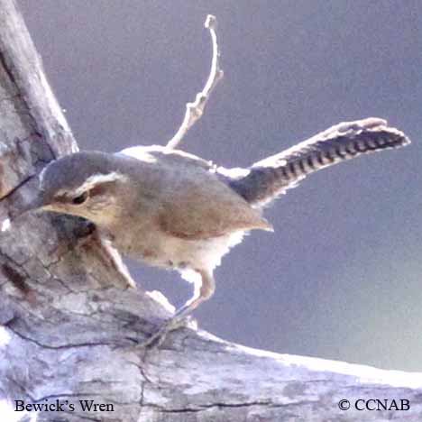 Bewick's Wren