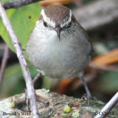 Bewick's Wren