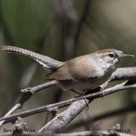 Bewick's Wren