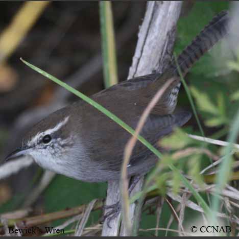 Bewick's Wren