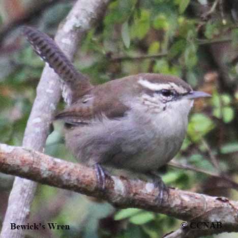 Bewick's Wren