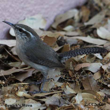 Birds of North America