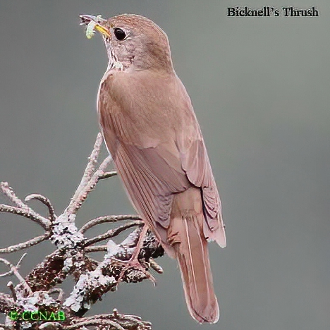 Bicknell's Thrush