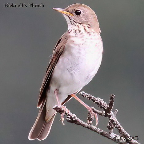 Bicknell's Thrush