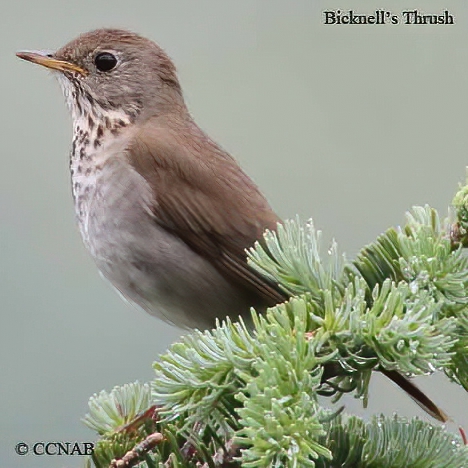 Bicknell's Thrush