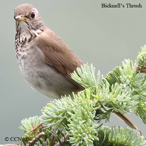 Bicknell's Thrush