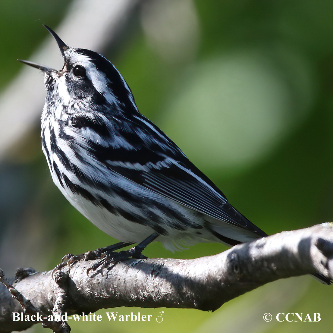 Black-and-white_Warbler
