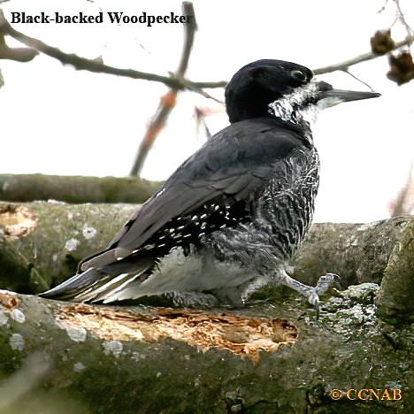 Black-backed Woodpecker