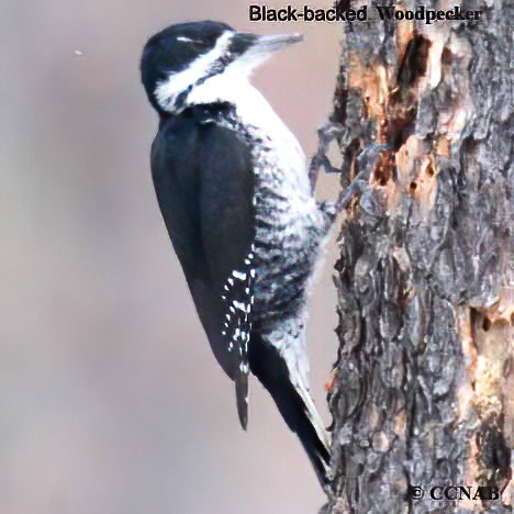 Black-backed Woodpecker