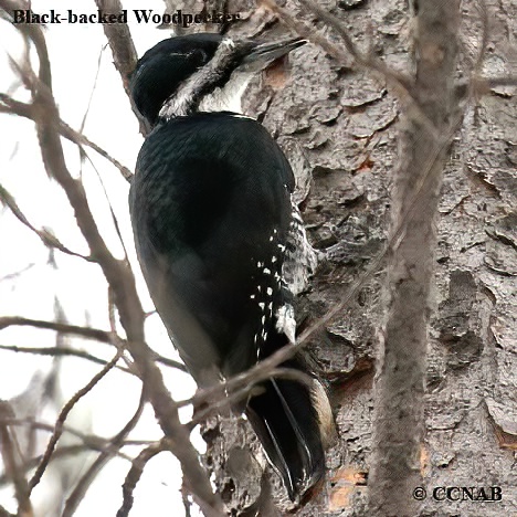 Black-backed Woodpecker