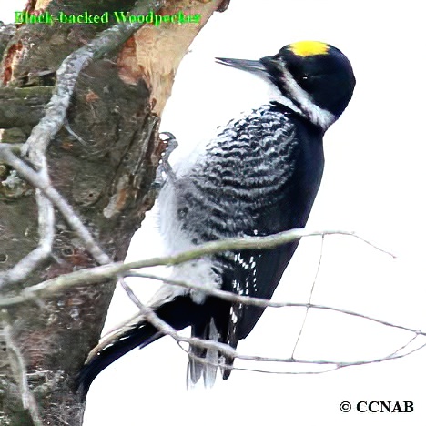 Black-backed Woodpecker