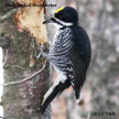 Black-backed Woodpecker