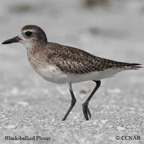 Black-bellied Plover