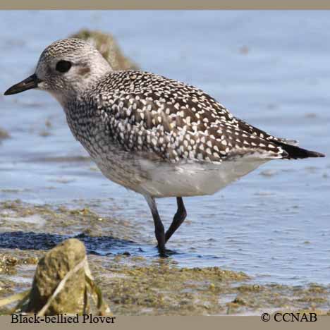 Black-bellied Plover