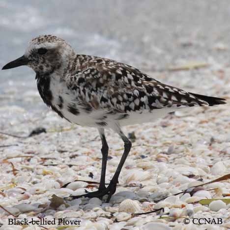 Black-bellied Plover