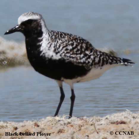 Birds of North America