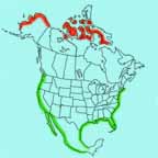 Black-bellied Plover range map