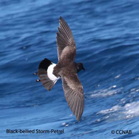 Black-bellied Storm-Petrel